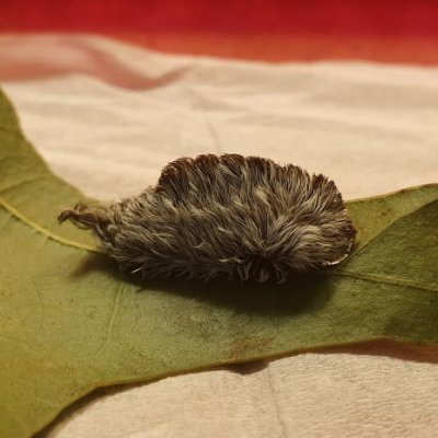 The asp caterpillar on a green leaf. Image, UQ